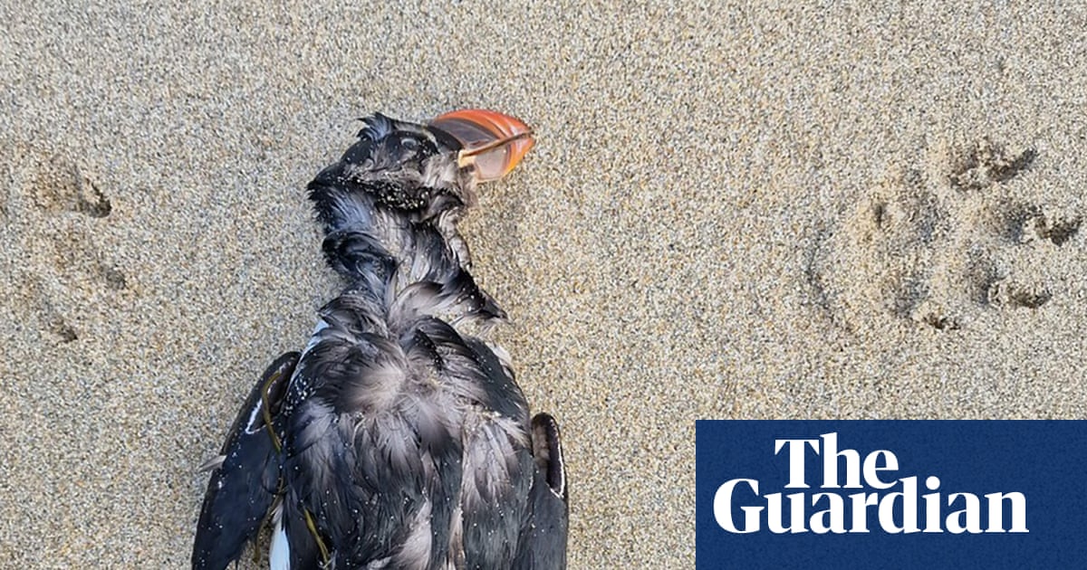 ‘A real dark situation to be in’: thousands of starving seabirds stranded in biggest ‘wreck’ in a decade | Birds