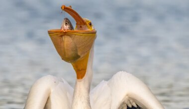 A pelican catches a fish — and other news in pictures