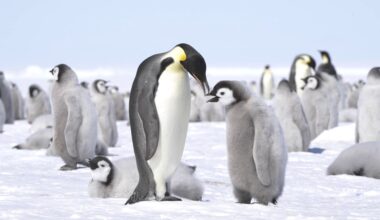 For Antarctic Penguins, Molting Can Now Be Deadly