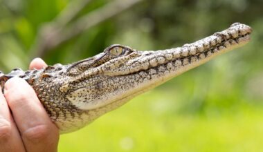 Boy Finds Crocodile Far From Where It Should Be