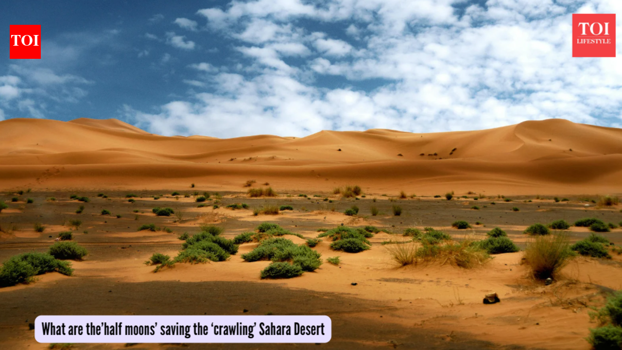 Sahara Desert: After China saved the Taklamakan Desert by planting trees, ‘half-moons’ save the ‘crawling’ Sahara in Africa!