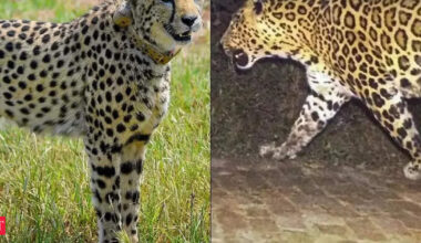 kuno: Nine cheetahs from Botswana boost India’s big-cat revival drive at Kuno