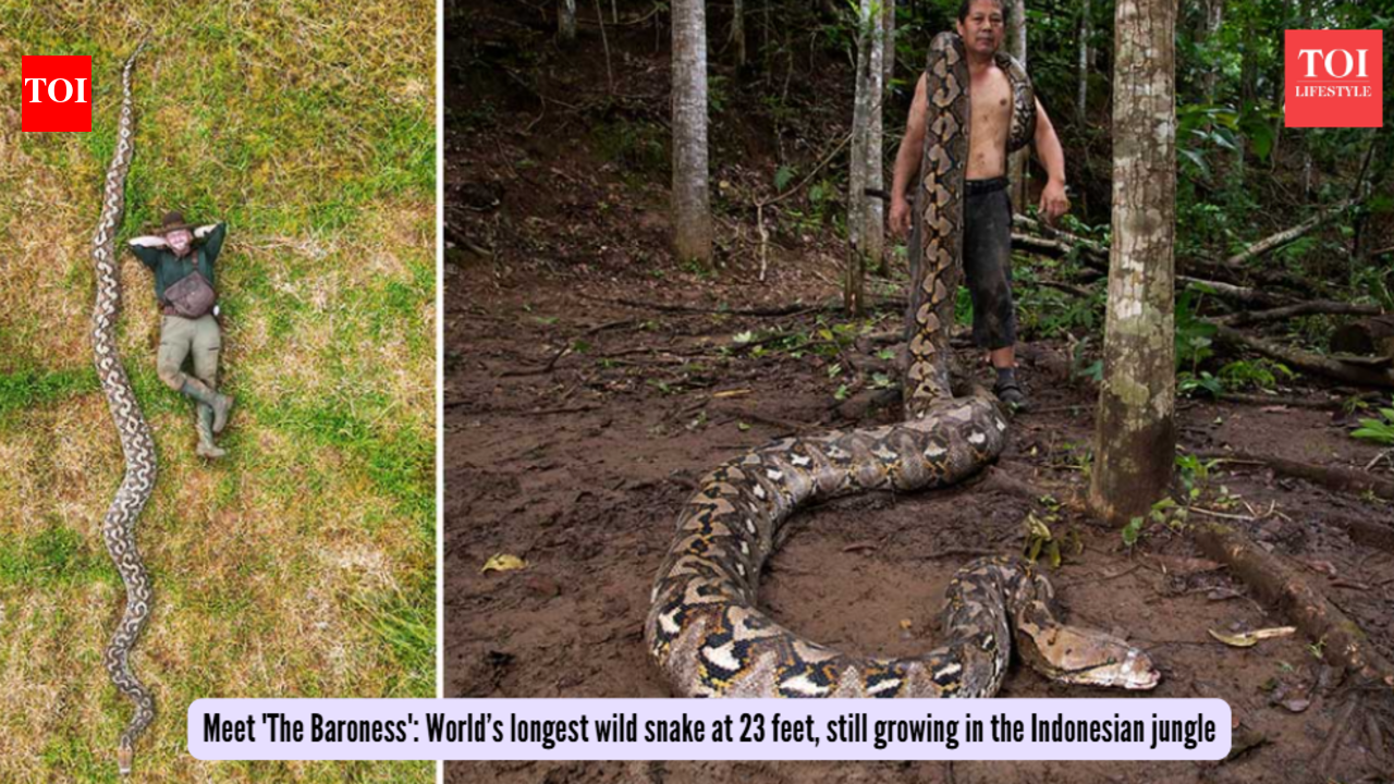 Meet 'The Baroness': World’s longest wild snake at 23 feet, still growing in the Indonesian jungle |