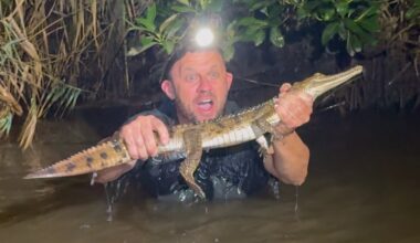 Freshwater crocodile abandoned in Newcastle park