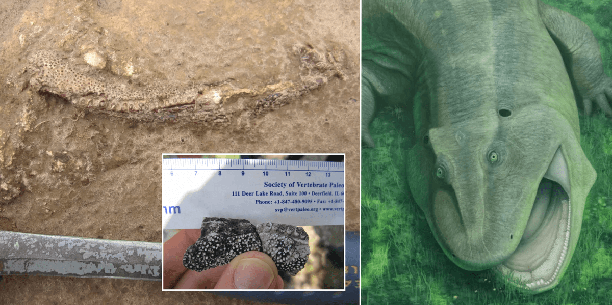 New dinosaur species discovered by scientists is gurning sea creature from Brazil, research reveals