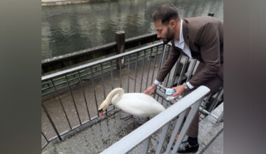 Man Helps Lost Swan Find Her Way Home — Then Gets The Sweetest Reward