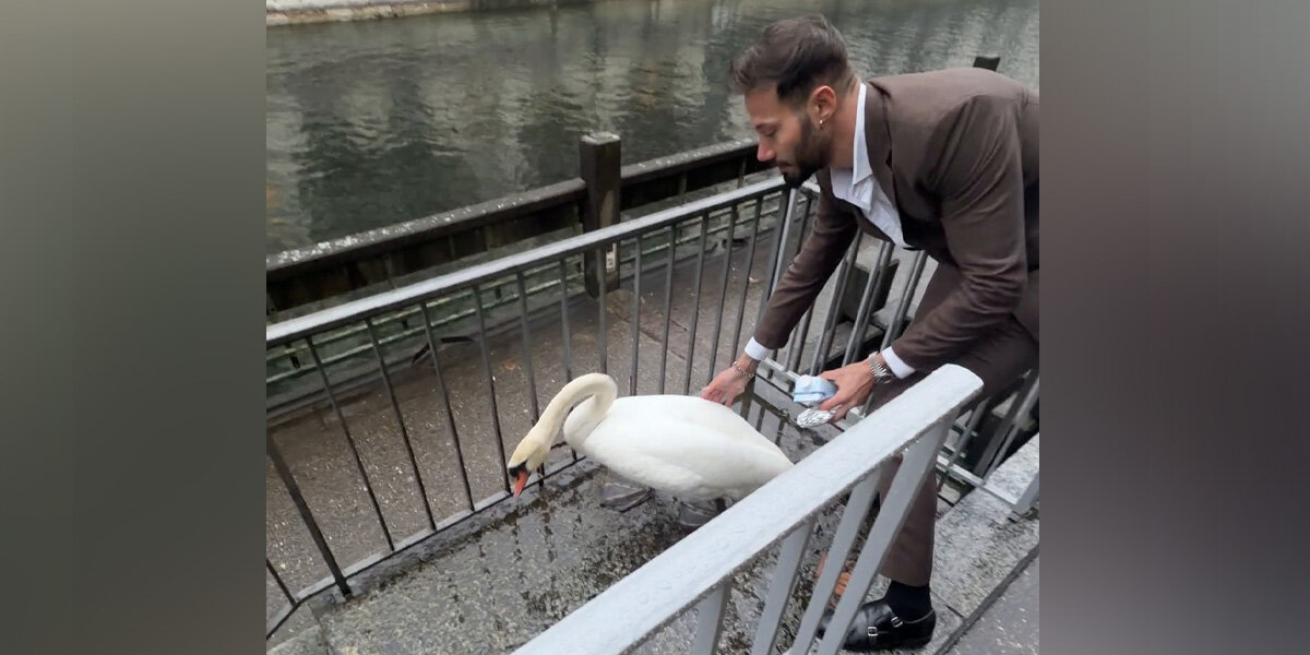 Man Helps Lost Swan Find Her Way Home — Then Gets The Sweetest Reward