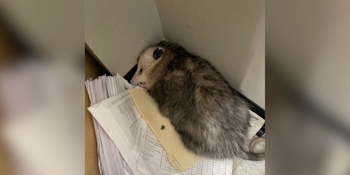 Boxing Gym Manager Arrives At Work To Find Office Destroyed — And The Culprit Fast Asleep