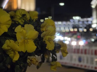 Bokeh check: Galaxy S25 Ultra (115mm, f/3.4, ISO 2000, 1/33s, 4000x3000px)