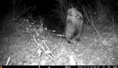 Trail camera image of a beaver