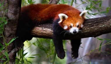 Can any animal swallow a human whole