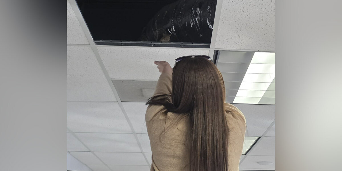 Car Dealership Staff Hear Scratching In Ceiling — Then Reunite A Baby With His Mom