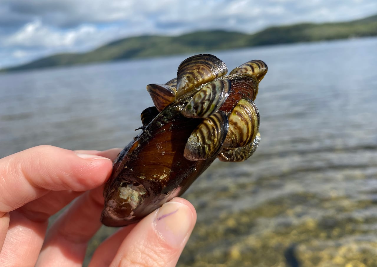 A hand holding a mussel with smaller mussels on it.
