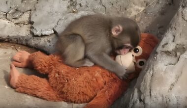 Japan’s Punch the monkey saga: a timeline