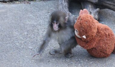 Punch the monkey has just learned this adorable trick - and people can't cope