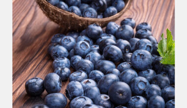 U.S. study links wild blueberries to vascular and metabolic health