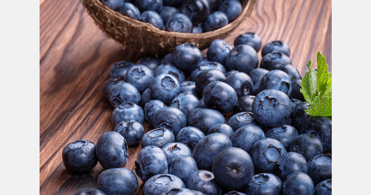 U.S. study links wild blueberries to vascular and metabolic health