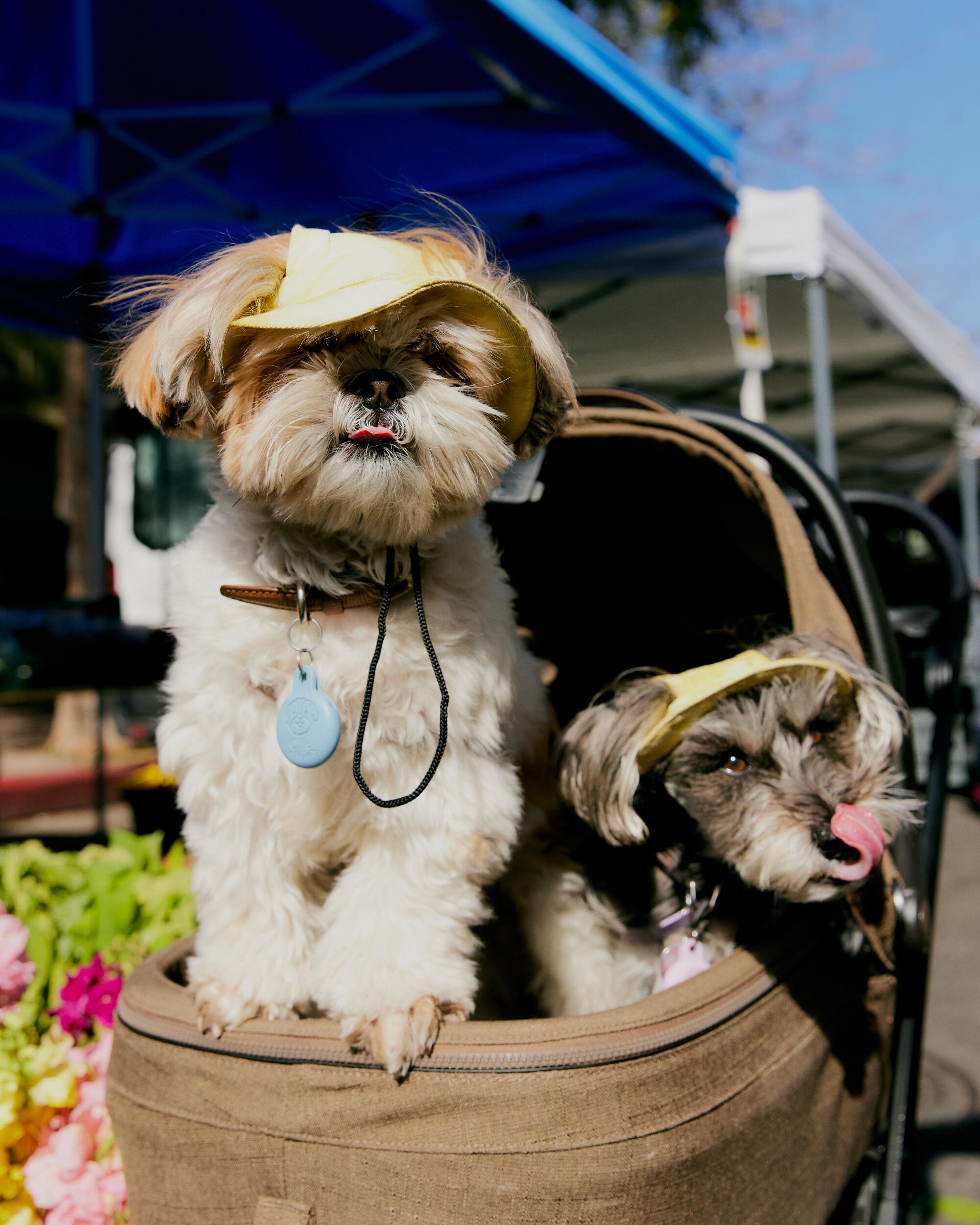 Pups Oliver and Koko wear a sunny yellow bucket hat.