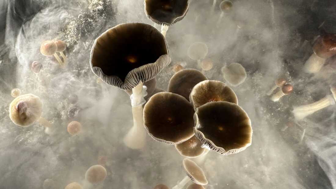 Psilocybin mushrooms ready for harvest in a humidified chamber. Researchers have shown that a dose of psilocybin can help people quit smoking.