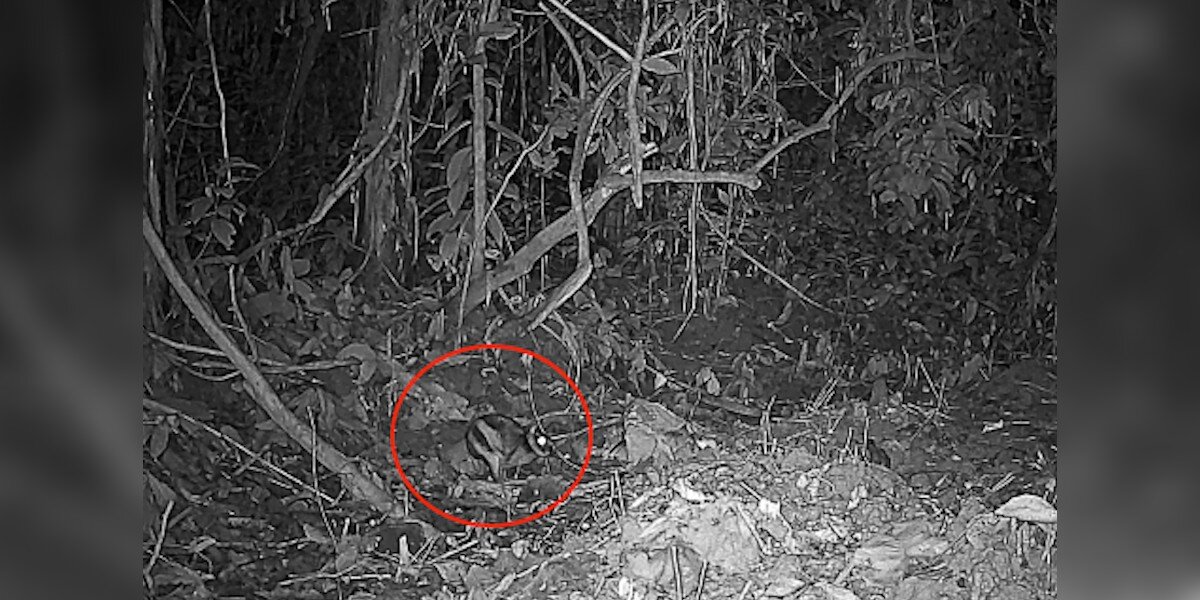 They Set Up Cameras In A Remote Mountain Range And Found The World's Rarest Rabbit