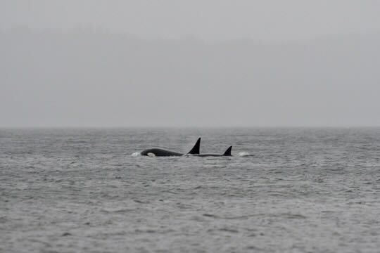 Mystery orcas travel south into Puget Sound