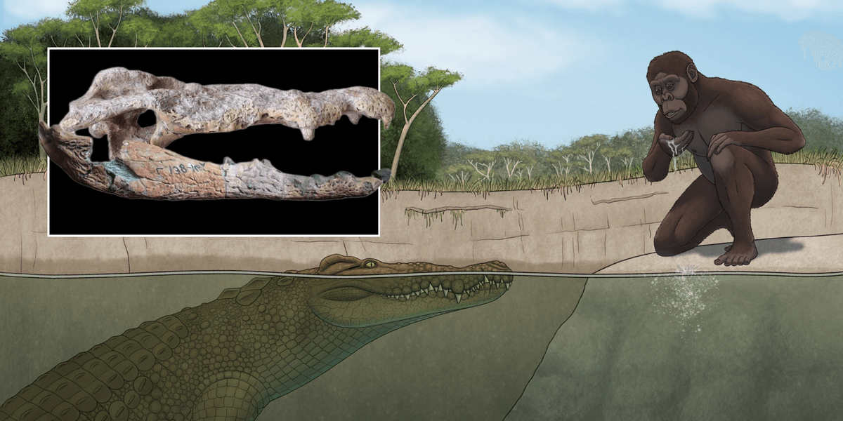 New species of giant crocodile which ate human ancestors emerges in east Africa