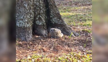 Guy Leaving For Work Spots ‘Little Fluff Ball’ On The Ground In Need Of Help