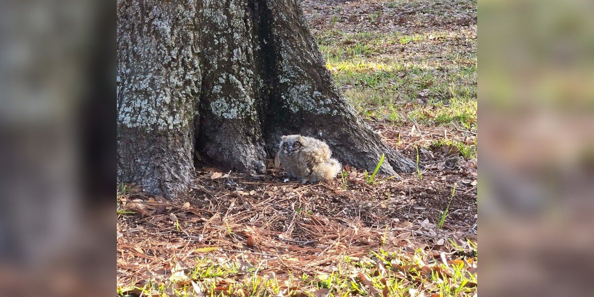 Guy Leaving For Work Spots ‘Little Fluff Ball’ On The Ground In Need Of Help