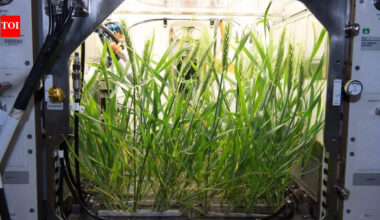 Scientists say human waste could help grow food on the Moon and Mars |