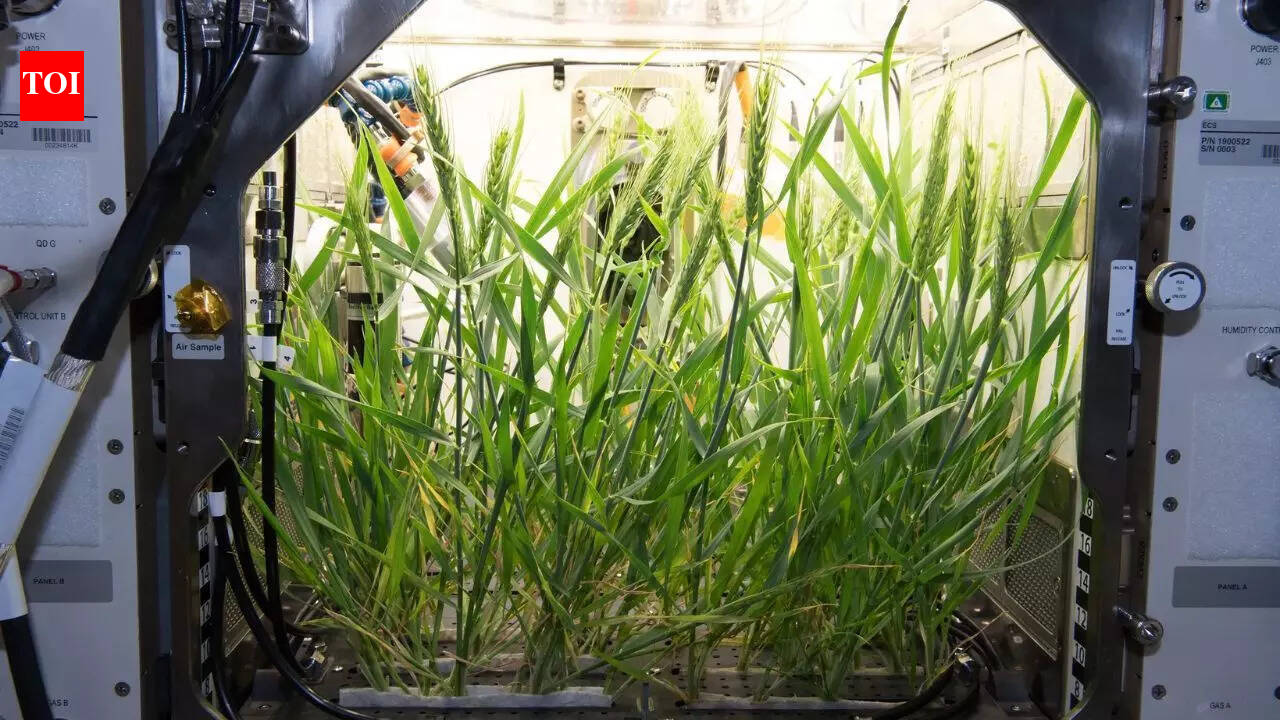 Scientists say human waste could help grow food on the Moon and Mars |