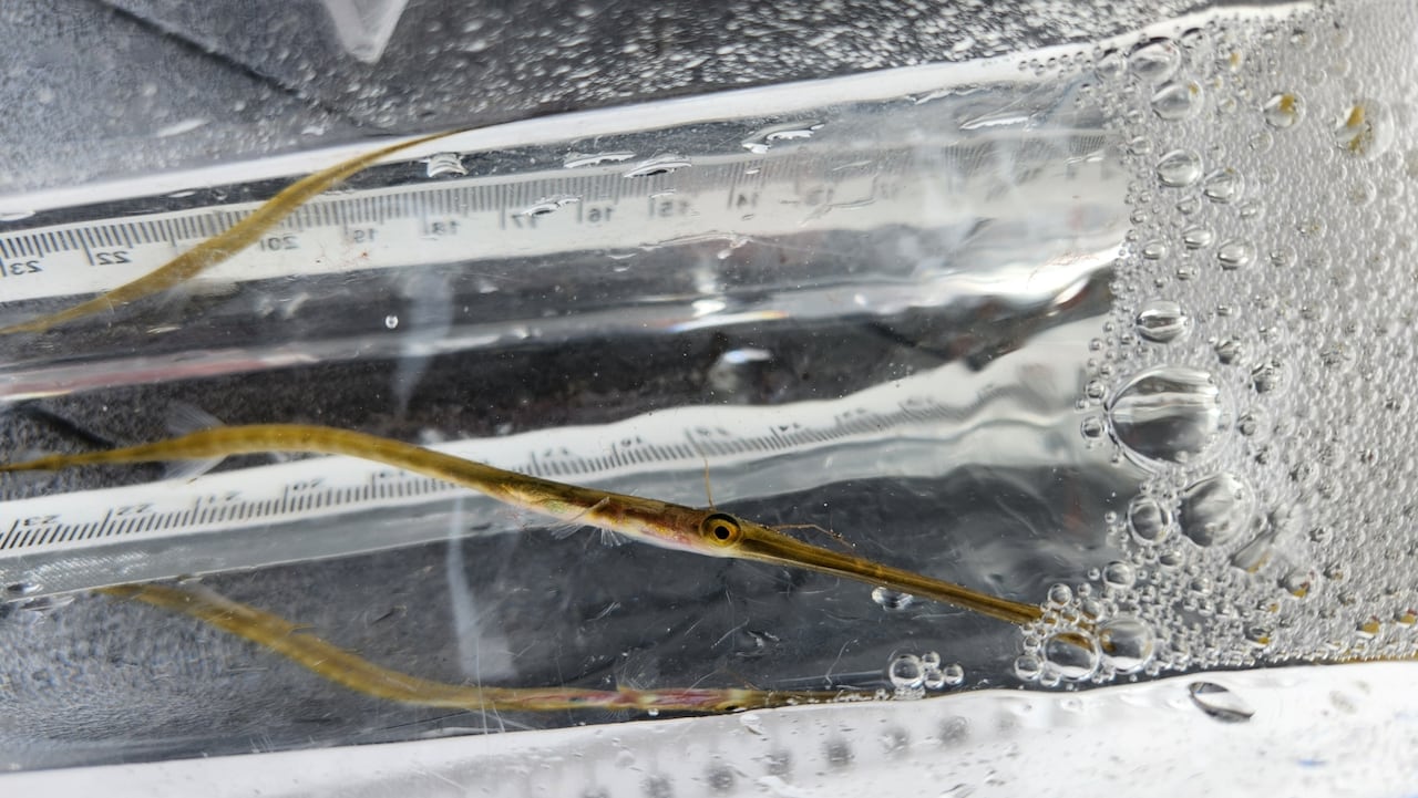 A small, think fish of green-ish color. It has one circular eye visible. 