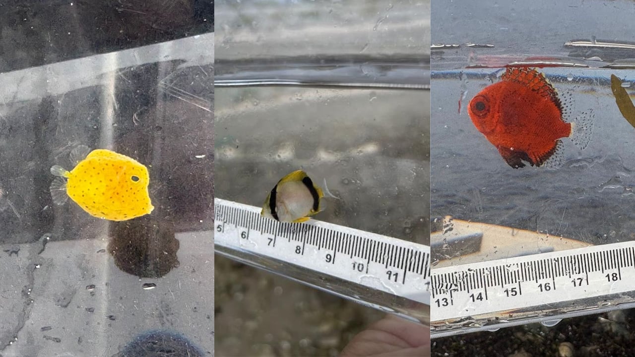 Three photos side to side. On the left, the first a photo of a small, yellow fish. The second photo has a white, black and yellow fish. The third one has an orange fish. 