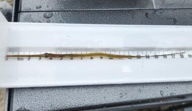 Tropical fish appearing more frequently in Nova Scotian waters, scientists say
