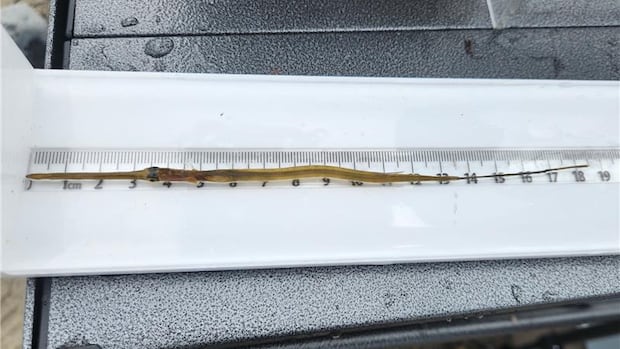 Tropical fish appearing more frequently in Nova Scotian waters, scientists say