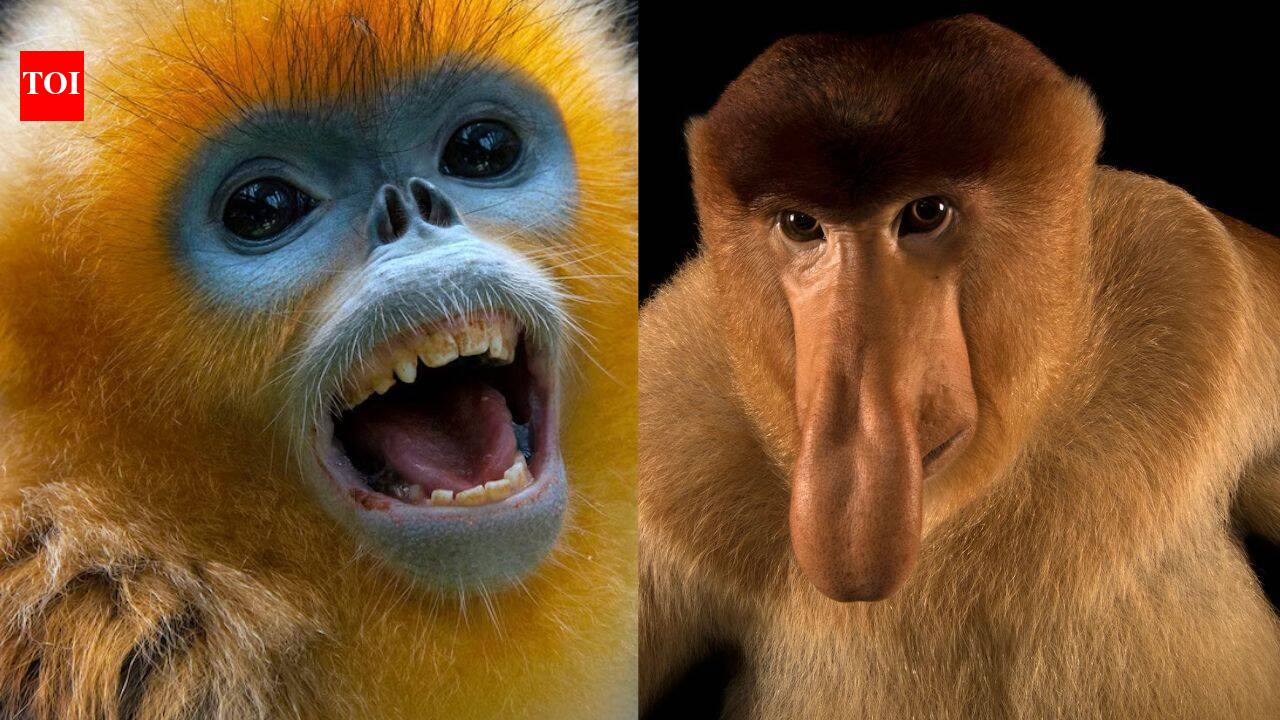 Meet 8 animals with strange noses that are not just for smelling