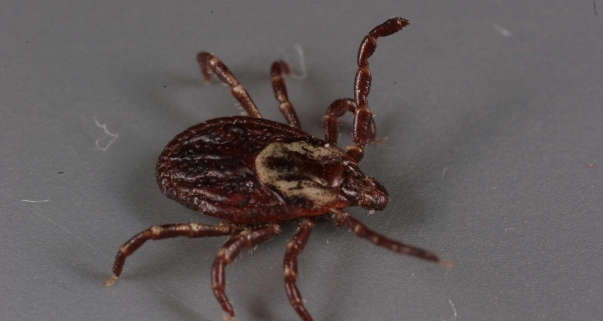 Lemon Eucalyptus Oil Effective as Tick-Repellent Fabric Spray, Study Shows