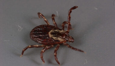 Lemon Eucalyptus Oil Effective as Tick-Repellent Fabric Spray, Study Shows