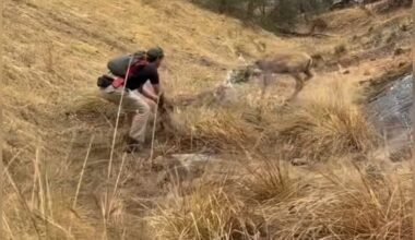 Wild Animal Tangled Up In Trash Relaxes In Man's Hands During 'Magic' Rescue