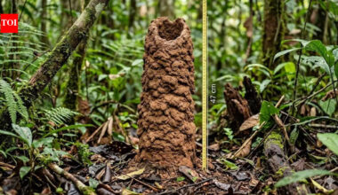 47-centimetre ‘cicada towers’ in the Amazon rainforest act like lungs; scientists crack the mystery using condoms |