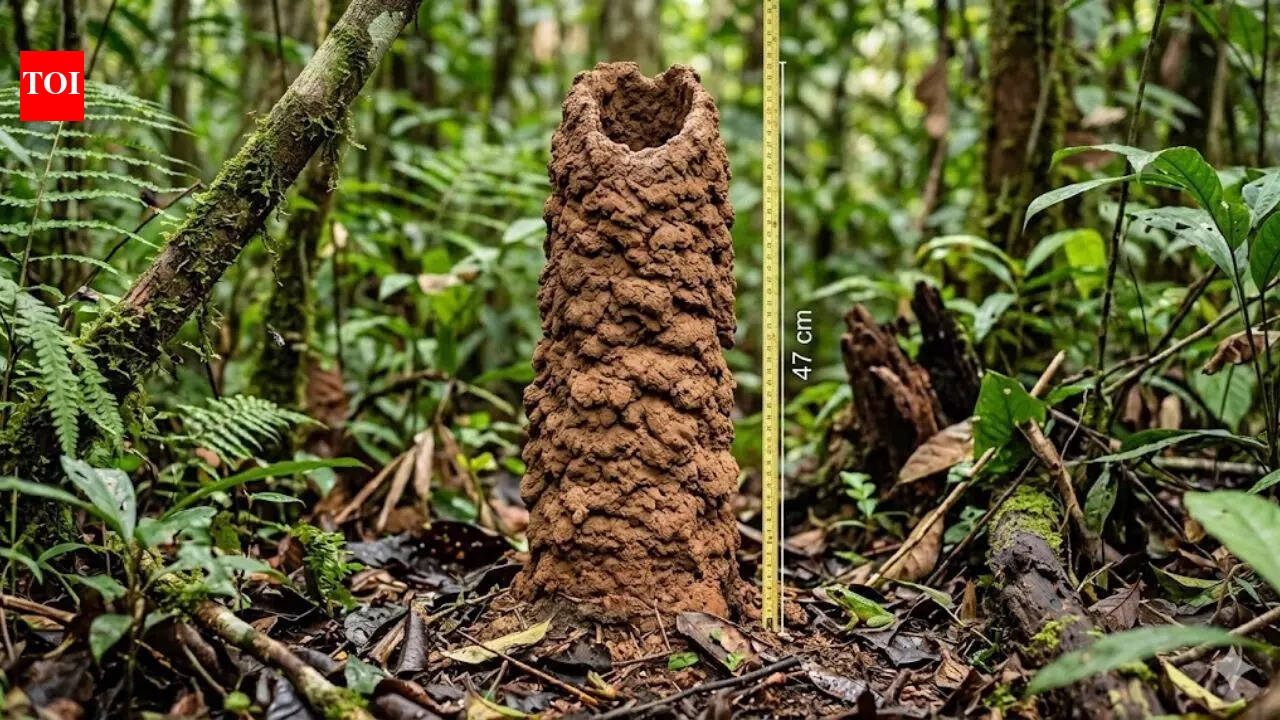 47-centimetre ‘cicada towers’ in the Amazon rainforest act like lungs; scientists crack the mystery using condoms |