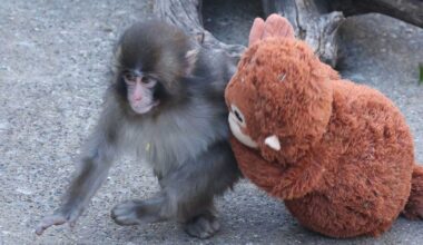 Does Punch the monkey have a girlfriend? Viral footage suggests he might have met his match