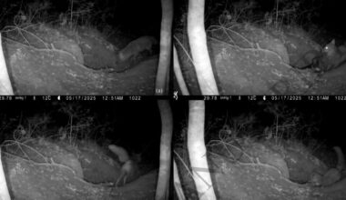 Video shows fox hunting wolf in first documented case of its kind