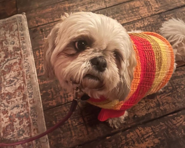 Blue, a very good girl guesting in the Thursday quiz