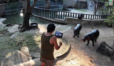 Moo Deng: Man arrested after climbing into pygmy hippo enclosure at zoo