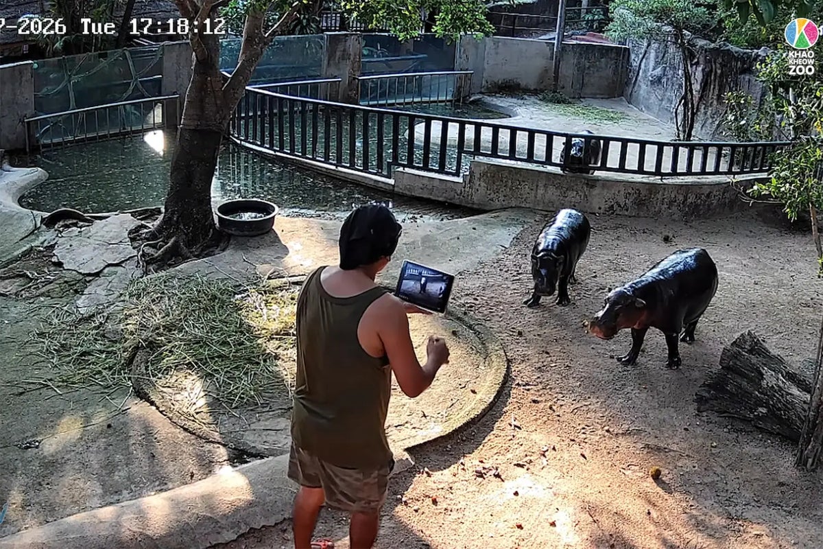 Moo Deng: Man arrested after climbing into pygmy hippo enclosure at zoo