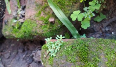 Discovery of unique modification to plant’s carbon dioxide-fixing enzyme could boost crops | Research