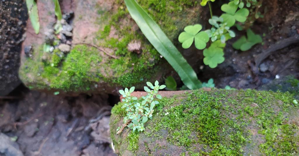 Discovery of unique modification to plant’s carbon dioxide-fixing enzyme could boost crops | Research