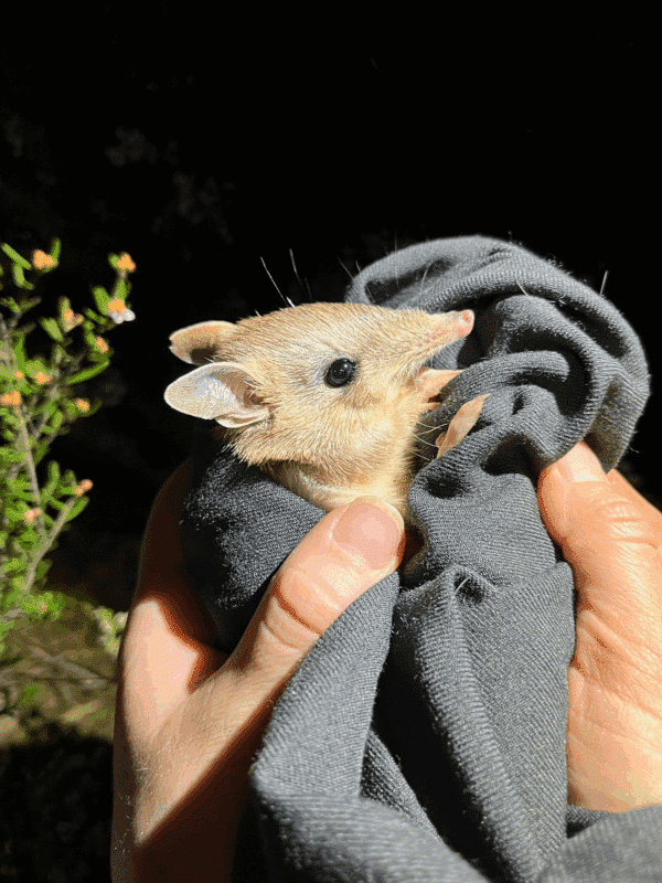 Image credit: Hayley Charlton-Howard/AWC