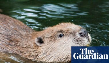 The trope of ‘choosing pets over people’ is not new | Politics