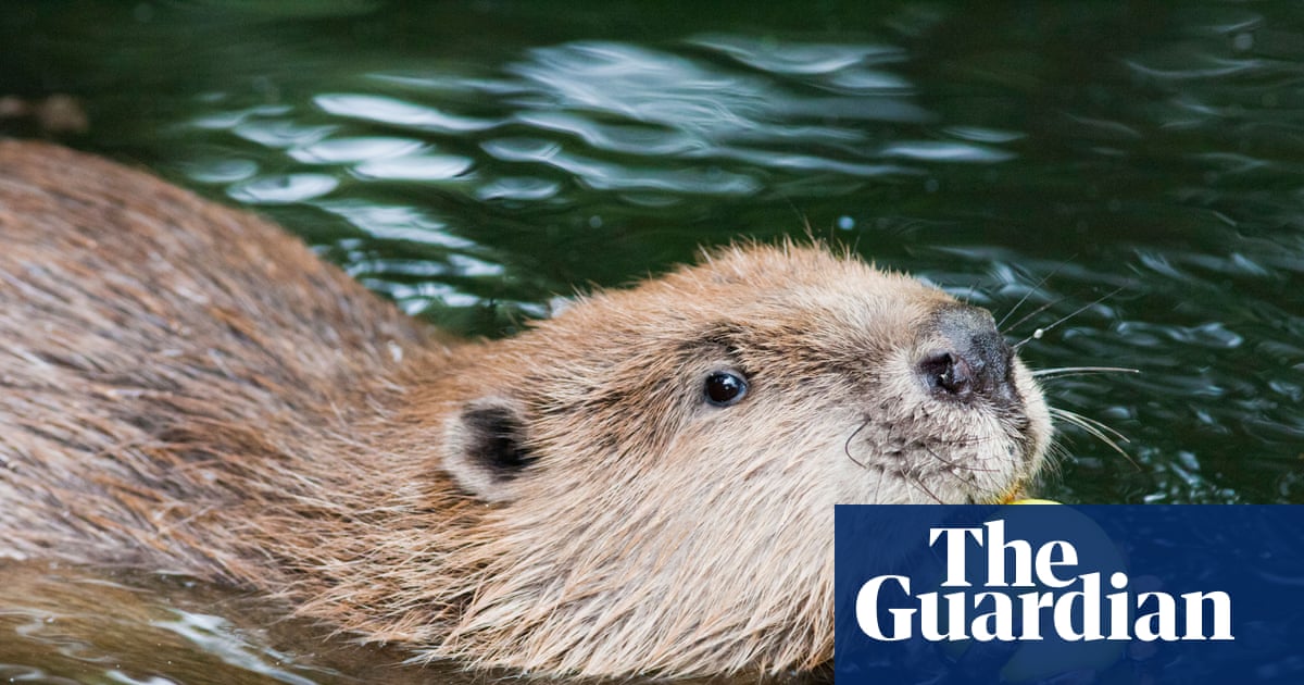 The trope of ‘choosing pets over people’ is not new | Politics